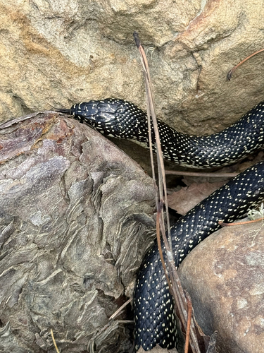 Speckled Kingsnake