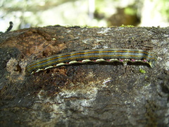 Chlenias zonaea