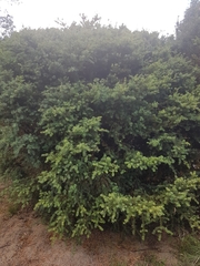 Podocarpus lawrencei