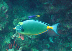 Labroides phthirophagus