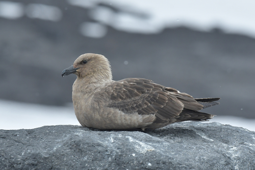 Págalo polar (Stercorarius maccormicki)