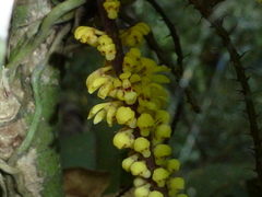 Pomatocalpa spicatum