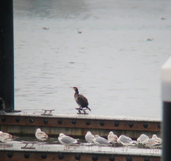 Phalacrocorax carbo