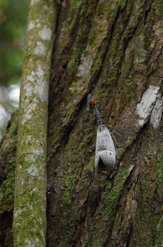 Pyrops pyrorhynchus