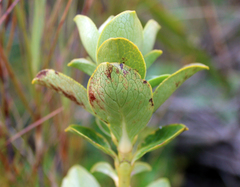 Coprosma serrulata