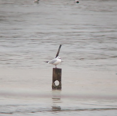 Chroicocephalus ridibundus