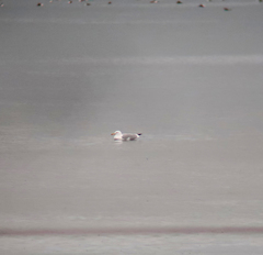 Larus argentatus mongolicus