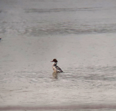 Mergus merganser