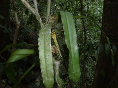 Pomatocalpa spicatum