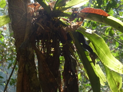 Pomatocalpa spicatum