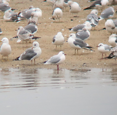 Chroicocephalus ridibundus