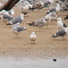 Chroicocephalus ridibundus