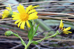 Dolichoglottis lyallii