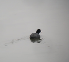 Fulica atra