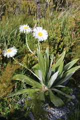 Celmisia semicordata