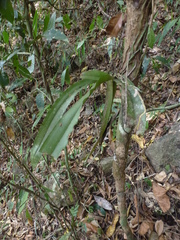 Pomatocalpa spicatum
