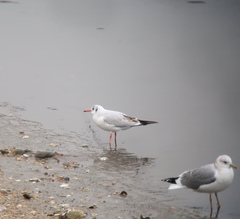 Chroicocephalus ridibundus