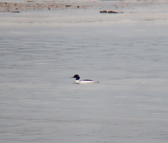 Mergus merganser