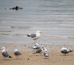 Larus argentatus mongolicus