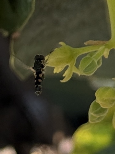 Unknown species found near Alta Mesa Rd, Wilton, CA, US