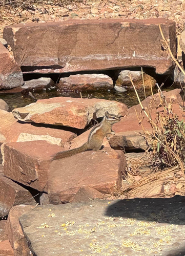 Colorado Chipmunk observed by kcardace