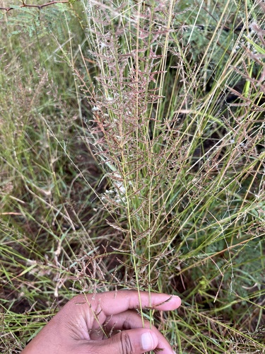 Herringbone Grass (Pogonarthria squarrosa)