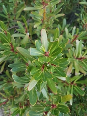 Tasmannia xerophila