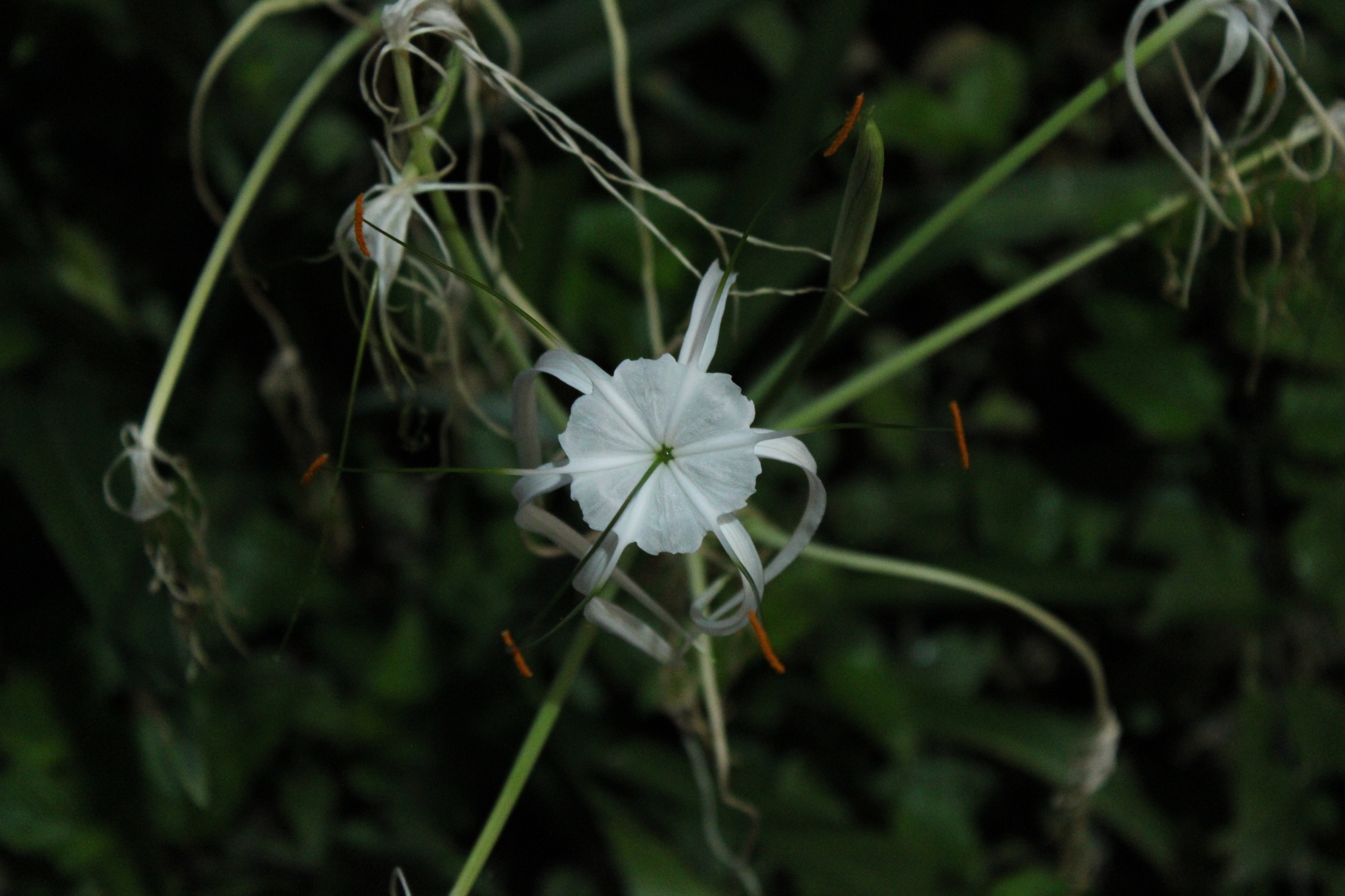 Beach Spiderlily (Hymenocallis littoralis)