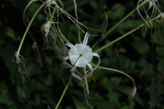 Strand-spinnenlilie (Hymenocallis littoralis)