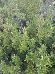 Tasmannia xerophila
