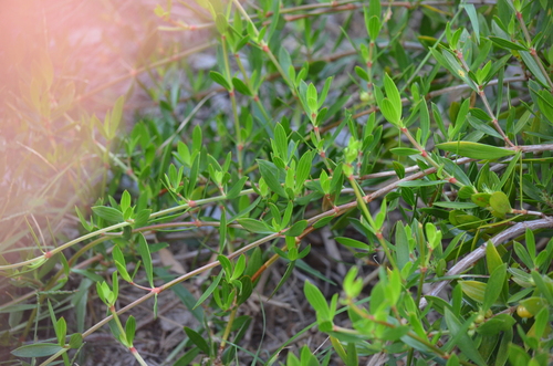 Beach-creeper (Ernodea littoralis)