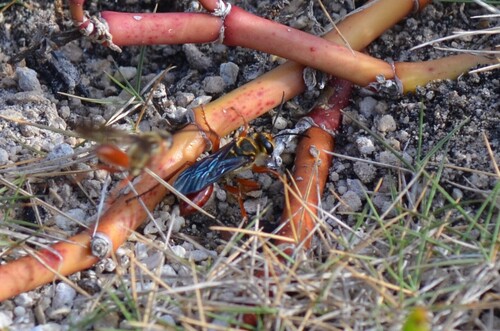 Jamaican Digger Wasp photo 3