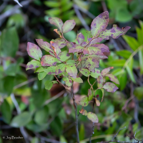 thinleaf huckleberry (Vaccinium membranaceum)