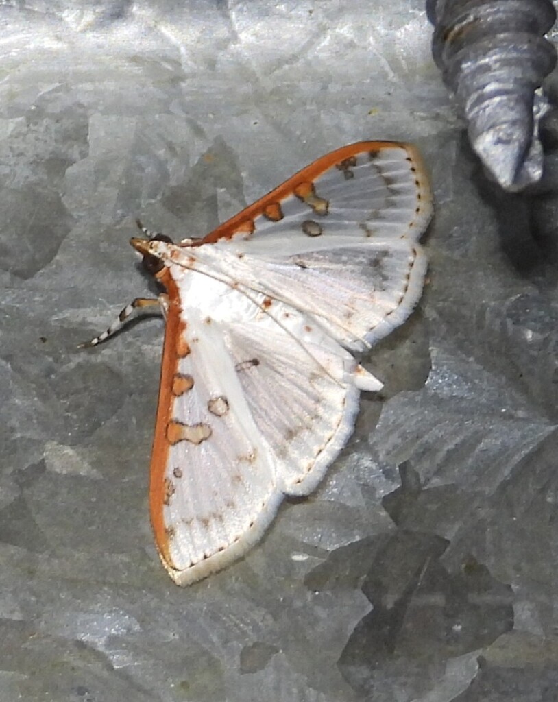 Palpita rhodocosta