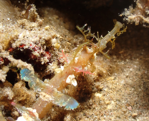 Halicampus macrorhynchus observed 2026-03-06
