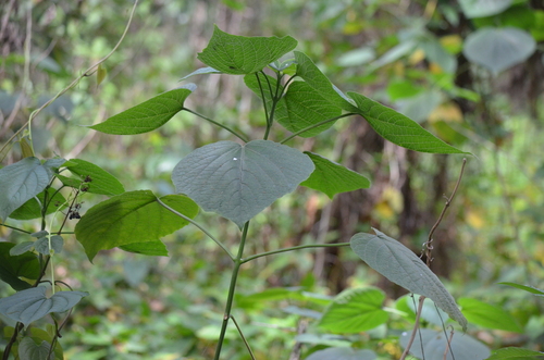 Clerodendrum speciosissimum, photograph 3