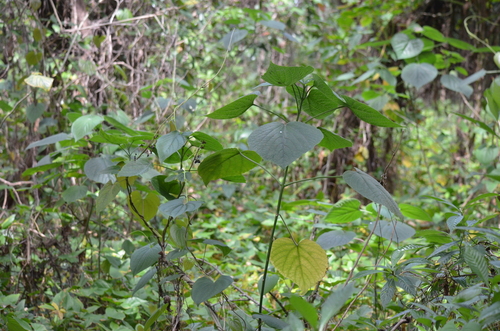 Clerodendrum speciosissimum, photograph 4