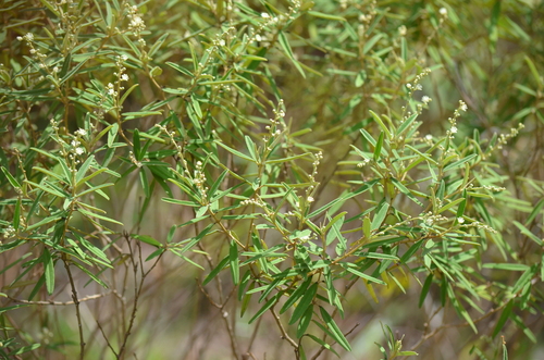 Croton linearis (Croton linearis)