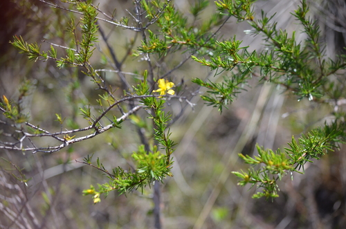 peelbark St. John's Wort (Hypericum fasciculatum)