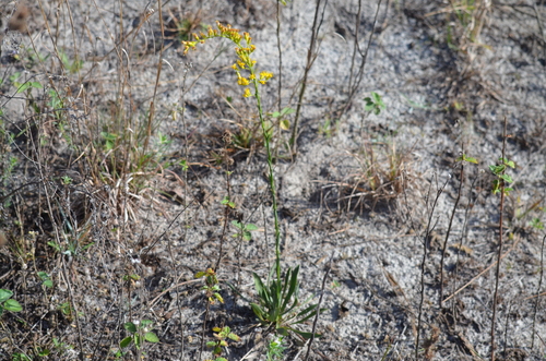 Wand Goldenrod (Solidago virgata)