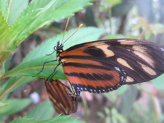 Eueides isabella eva