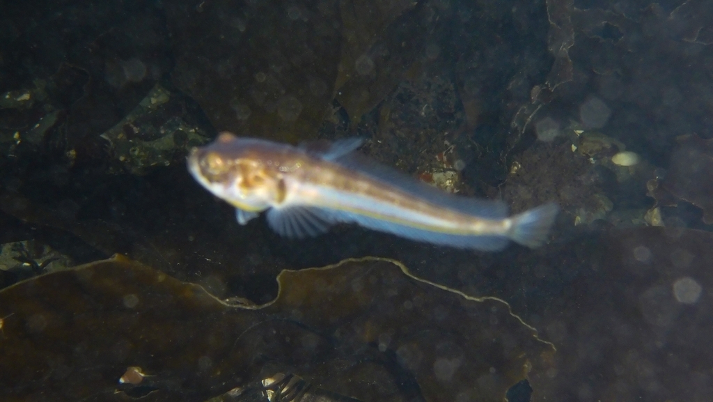 Gewone scheepsjongen (Porichthys notatus) — Batrachoididae
