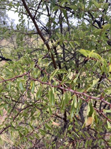 Buffalo Thorn (Ziziphus mucronata)