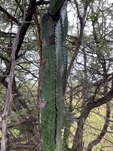 Euphorbia ingens (Euphorbia ingens)