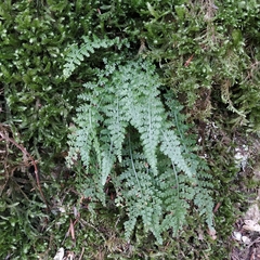 Asplenium fontanum fontanum