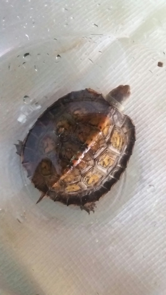 Honduran Wood Turtle from Chiapas, MX on February 9, 2017 at 06:54 PM