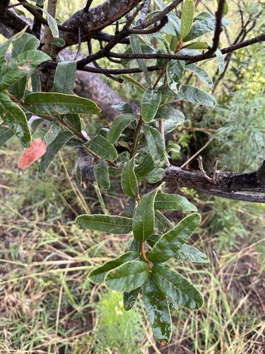 Currant Resintree (Ozoroa sphaerocarpa)