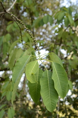 Ficus tsjakela