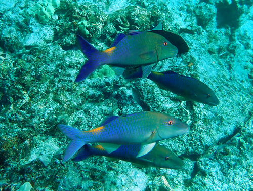 Blue goatfish (Parupeneus cyclostomus) — Mullidae — 5