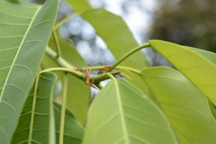Ficus tsjakela